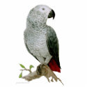 Sculpture - African Grey Parrot photo sculptures by pawtraitart Sculpture - African Grey Parrot photo sculptures