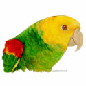 Sculpture - Double Yellow Headed Amazon photo sculptures