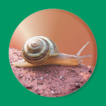 Scurrying Snail ~ mag magnets
