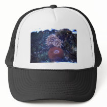 sea anemone hat