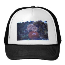 sea anemone hat