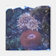 sea anemone magnets