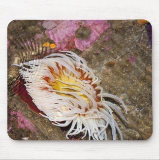 Sea anemone mousepad