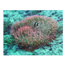 Sea Anemone Postcard