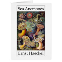 Sea Anemones by Ernst Haeckel Cards