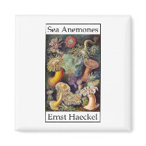 Sea Anemones by Ernst Haeckel Magnets