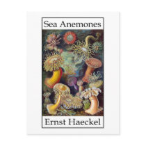 Sea Anemones by Ernst Haeckel Post Cards