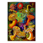 Sea Anemones Cards