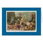 Sea Anemones cards