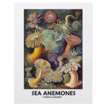 Sea Anemones Personalized Flyer