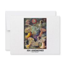 Sea Anemones Announcement
