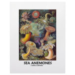 Sea Anemones Letterhead