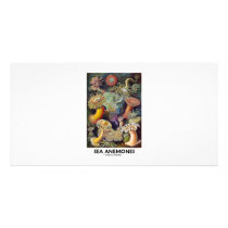Sea Anemones Photo Card