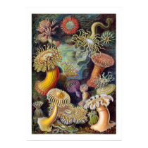 Sea Anemones Poster posters