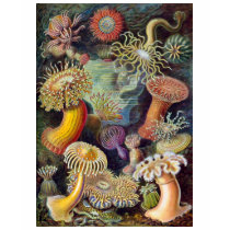 Seeanemonen t-shirts