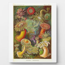 "Sea Anemones" Vintage Illustration Plaque