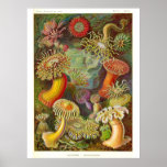 "Sea Anemones" Vintage Illustration Poster