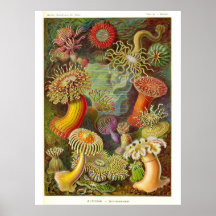 "Sea Anemones" Vintage Illustration Poster