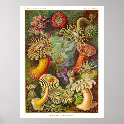 "Sea Anemones" Vintage Illustration Poster