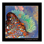 Sea anenome Sea anenome