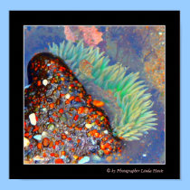 Sea anenome posters