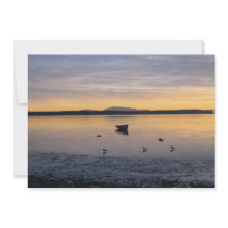 Sea Birds and Boat Announcements