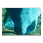 Sea Cow Greeting Cards