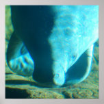 Sea Cow Poster