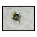 sea crab posters
