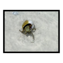 sea crab posters