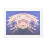 Sea Creature 1 Post Cards