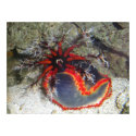 Sea Cucumber posters