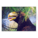 Sea Eagle cards by SophiaDeer Sea Eagle cards