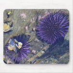 Sea Erchins Tidepools Mouse Pads