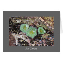 Sea Garden Card