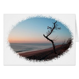 Sea Grape at Sunrise card