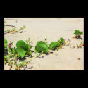 Sea Grapes posters