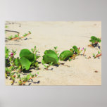 Sea Grapes Poster