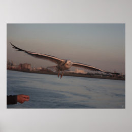 Sea gull - ever dreamed of flying? print