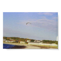 Sea Gull in flight posters by mvlosh Sea Gull in flight posters