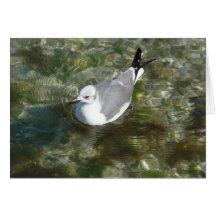 Sea Gull in shallow water Cards