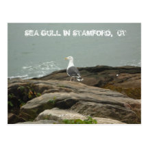 SEA GULL IN STAMFORD,  CT, $B.A.K.$ ... POSTCARD