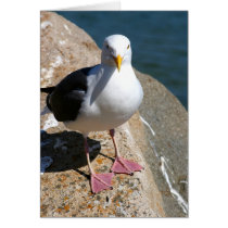 Sea Gull, Morro Bay, California cards