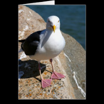 Sea Gull, Morro Bay, California cards