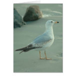 Sea Gull / Note Card