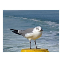 Sea Gull Photo