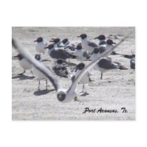 Sea Gull Postcard