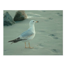 Sea Gull / Postcard