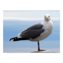 Sea Gull posters by TDSwhite Sea Gull posters