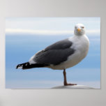 Sea Gull posters